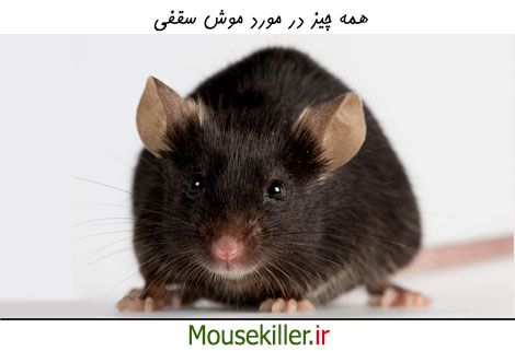 همه چیز در مورد موش سیاه