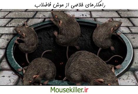 موش فاضلاب و روش های خلاصی از آن